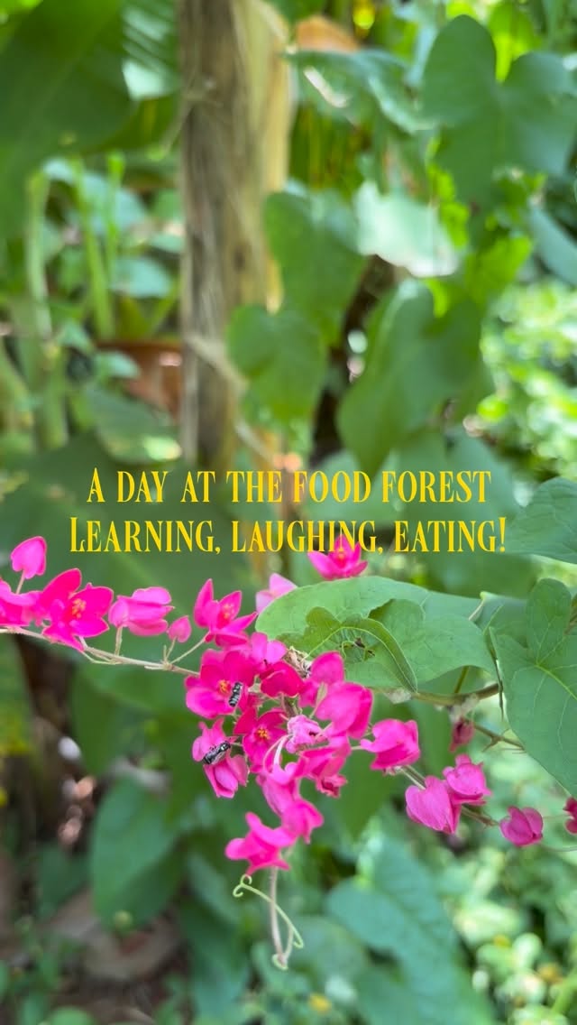 A mini recap of our time at Sarah’s Food Forest.
Learning and sharing with a full heart and many smiles 🌸#foodforest #auroville #foodsystem #workshop