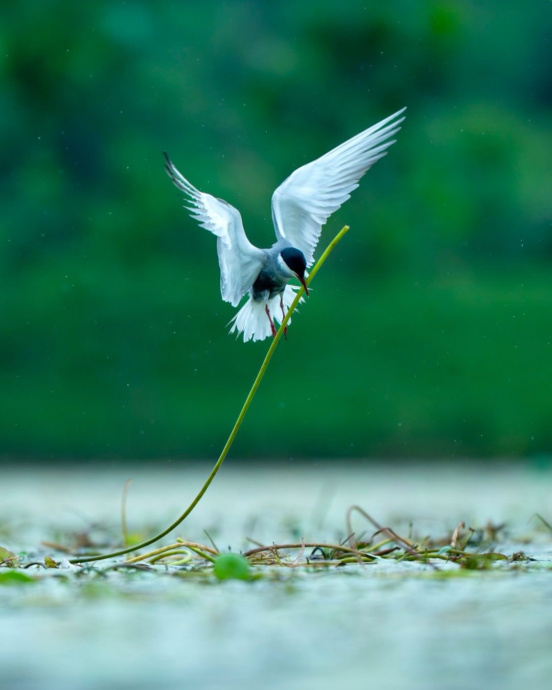 Dancing with the Wind to Build a Home…
In frame : Whiskered Tern
#whiskeredtern #natgeoindia #indianbirds #natgeoyourshotwonder #earthcapture
@natgeoindia @bbcearth