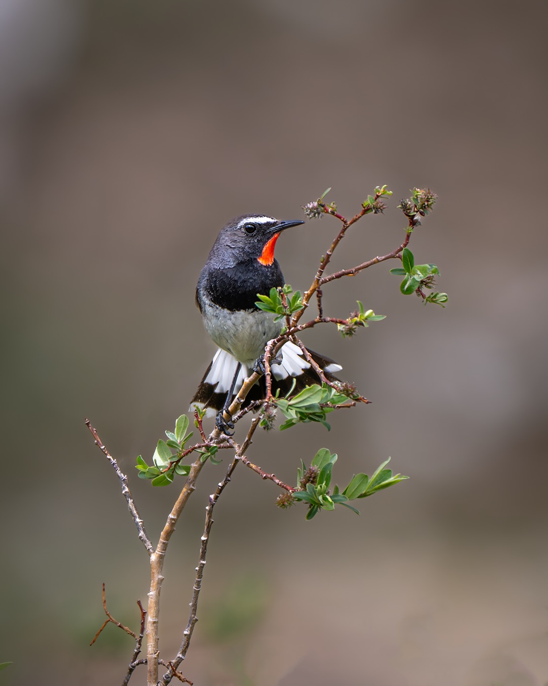 If you’re an avid traveller looking for a unique and offbeat destination, then Gumbok Rangan in the Lungnak Valley of Zanskar is a place you should not miss. Located in the remote region of Ladakh, Gumbok Rangan is an isolated village that offers a serene and untouched experience to its visitors.
.
#Zanskar #GumbokRangan #WildHimalaya
#indianwildlife #indianbirds
